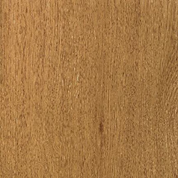 Ginger Oak